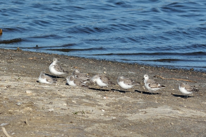 Kleine strandloper